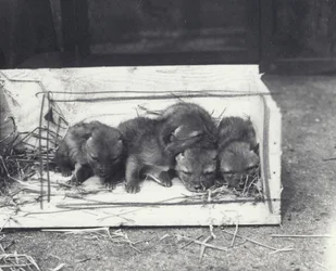 Chiots de chacal dans une boîte, 1915